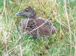 A female eider duck on her nest - Bob Coyle